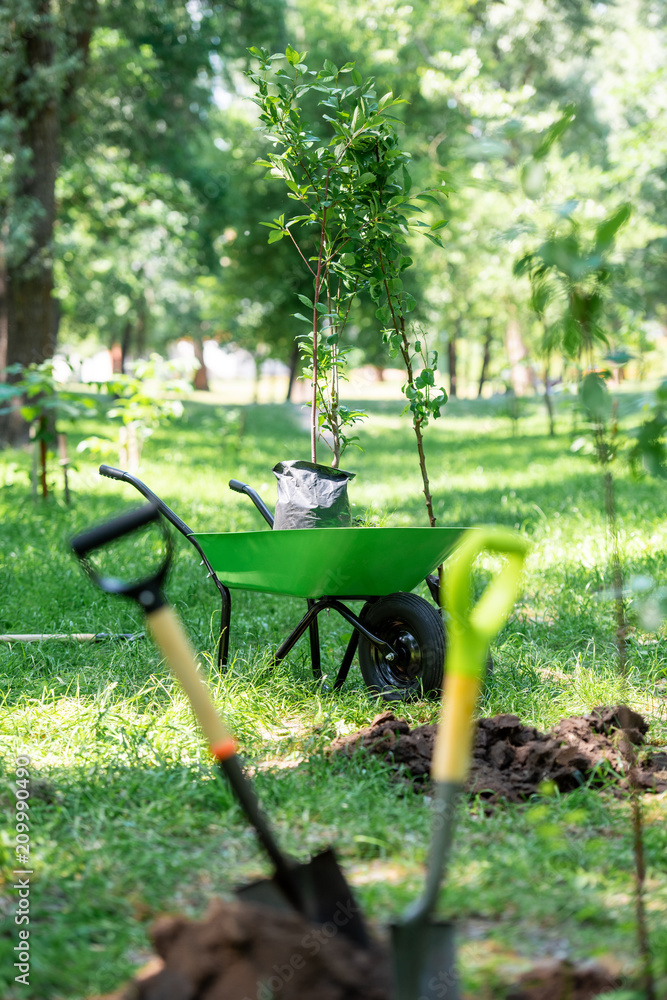 selective focus of shovels in ground for planting trees in park selective focus of shovels in ground for planting trees in park