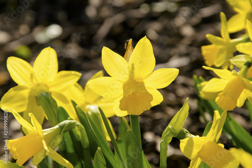 Fototapeta Naklejka Na Ścianę i Meble -  Żonkile