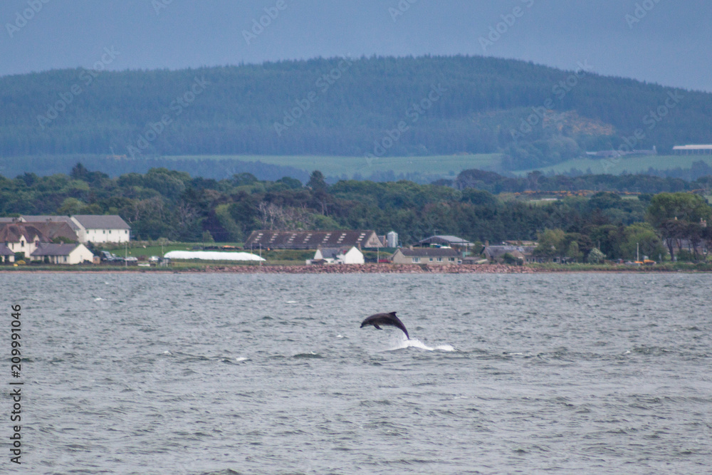 Delfin Schottland