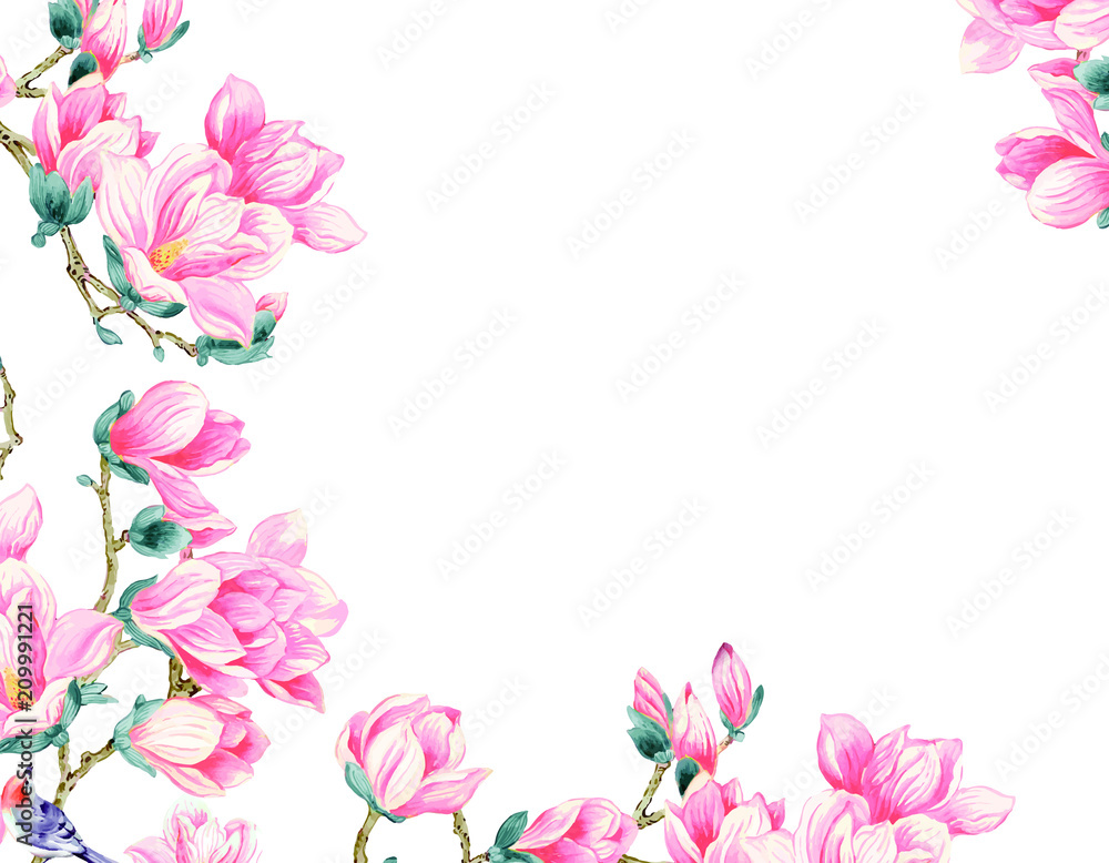 Magnolia flower illustration