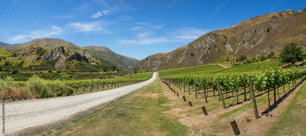 Vineyards near Queenstown, South Island, New Zealand