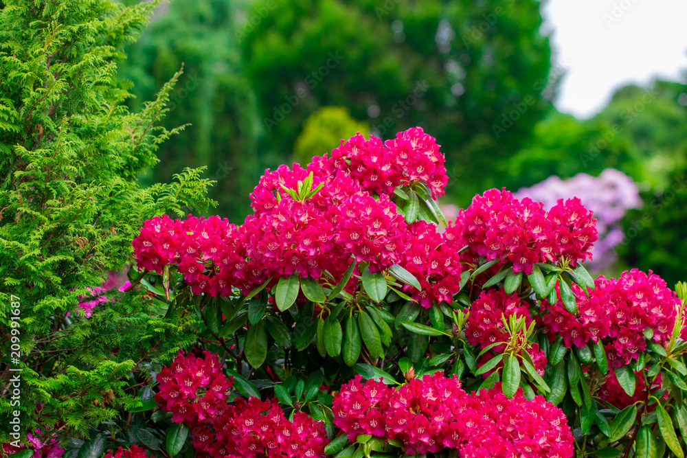 Pink flowers in the garden. Summer background Pink flowers in the garden. Summer background
