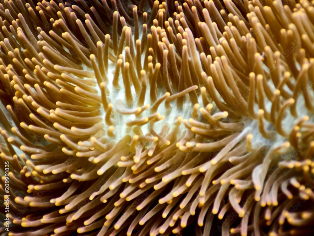 Soft coral reef Soft coral reef
