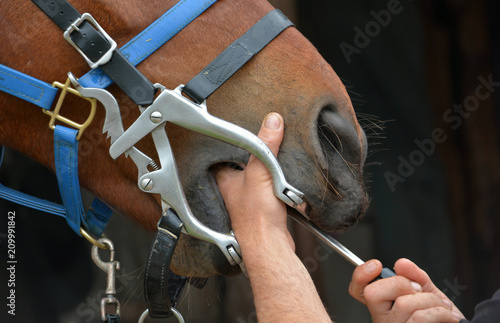 Fototapeta Naklejka Na Ścianę i Meble -  Two white hands of a Caucasian equine dentist busy working with his equipment and tools on the teeth of a bay horse mouth.