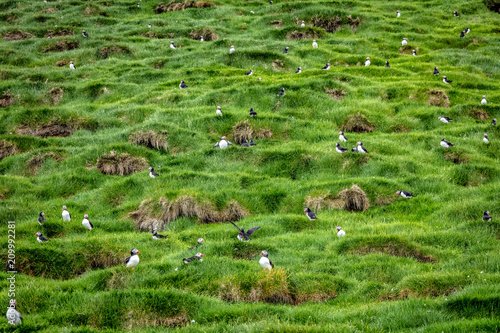 Fratercula arctica in faroe