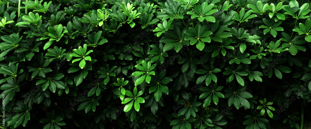 Tropical green leaf Tropical green leaf