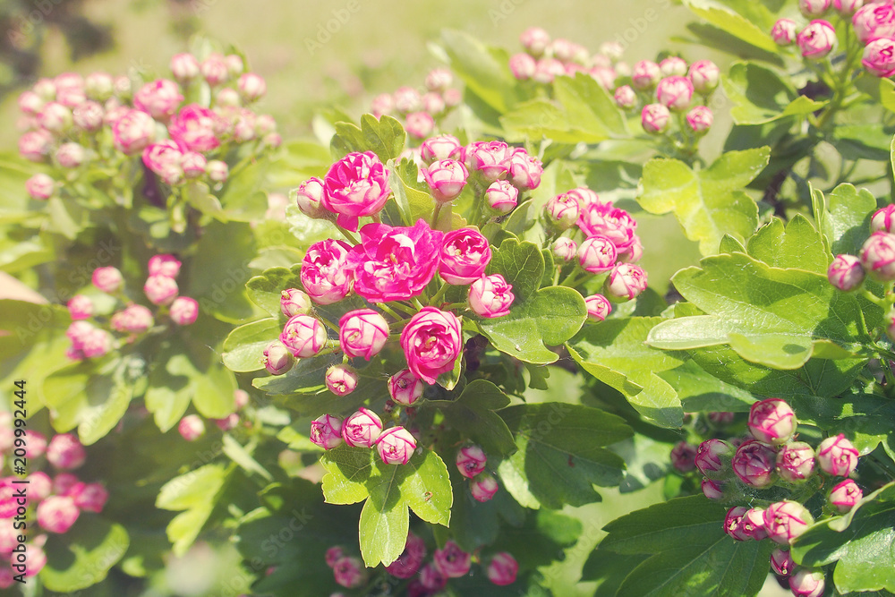 summer white and pink fine flowers on a green tree illuminated by a hot bright sun summer white and pink fine flowers on a green tree illuminated by a hot bright sun