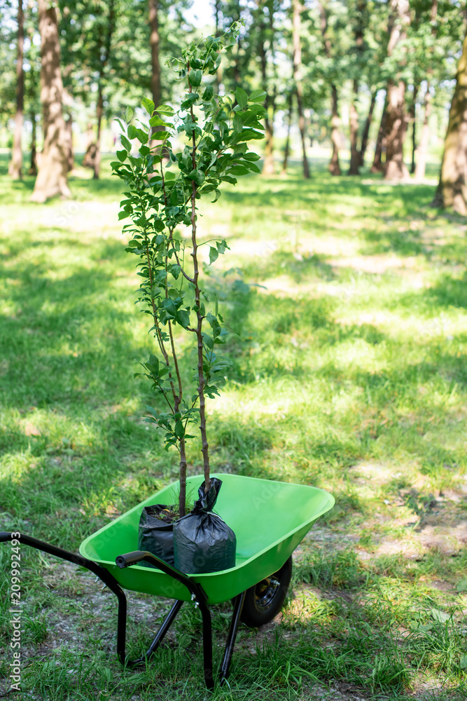 two trees for seedling in wheelbarrow in park two trees for seedling in wheelbarrow in park