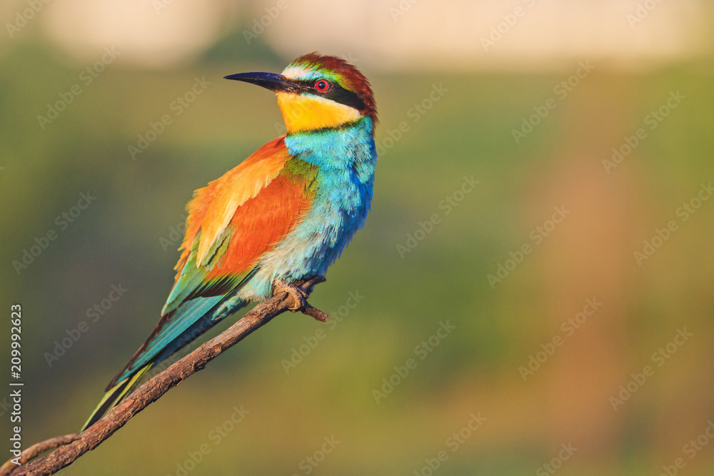colored bird sits on a branch and looks to the side colored bird sits on a branch and looks to the side