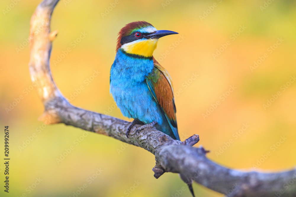 wonderful bird with exotic feathers in sunlight wonderful bird with exotic feathers in sunlight
