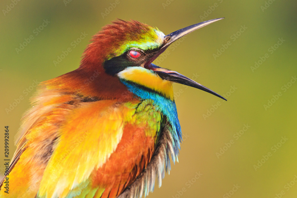 Fototapeta premium funny color bird with open beak