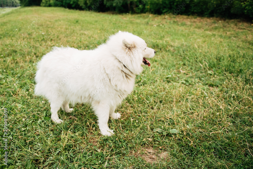 Funny young happy smiling white Samoyed dog or Bjelkier, Dog sitting outdoors in a green spring meadow. Playful pet in the open air. Funny young happy smiling white Samoyed dog or Bjelkier, Dog sitting outdoors in a green spring meadow. Playful pet in the open air.