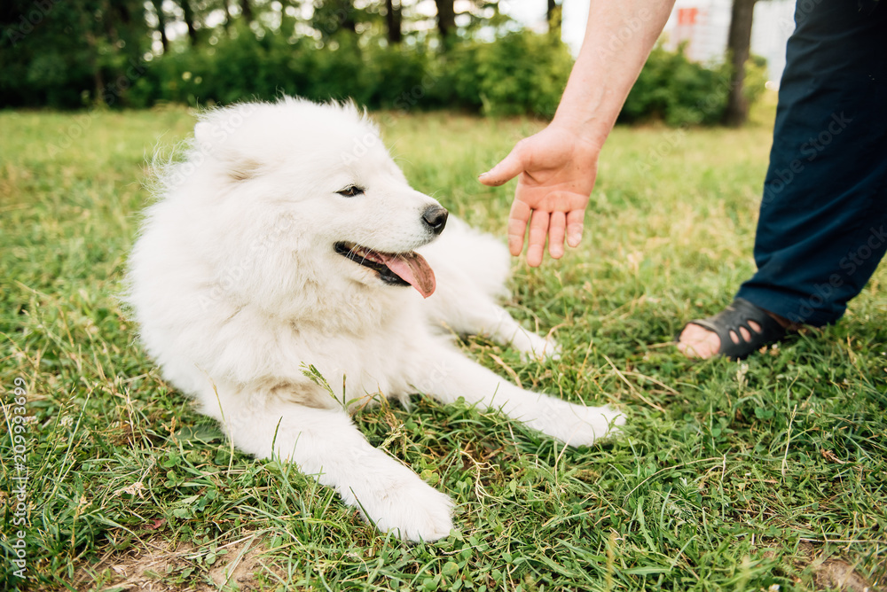 Funny young happy smiling white Samoyed dog or Bjelkier, Dog sitting outdoors in a green spring meadow. Playful pet in the open air. Funny young happy smiling white Samoyed dog or Bjelkier, Dog sitting outdoors in a green spring meadow. Playful pet in the open air.