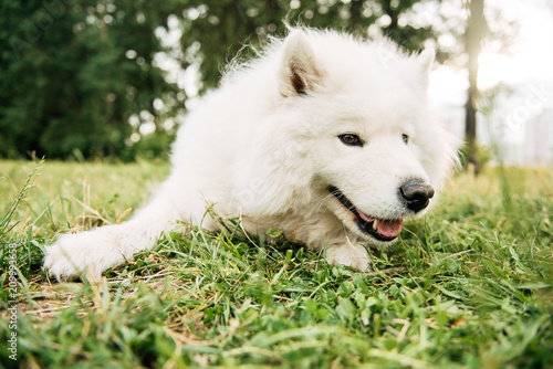 Funny young happy smiling white Samoyed dog or Bjelkier  Dog sitting outdoors in a green spring meadow. Playful pet in the open air.