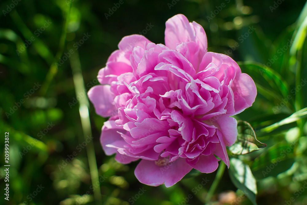 Many blooming peony. Season pion Many blooming peony, pink. Season pion