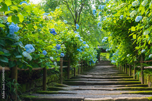 Baby blue hydrangea flowers in Meigetsuin Temple, Kamakura, Japan photo