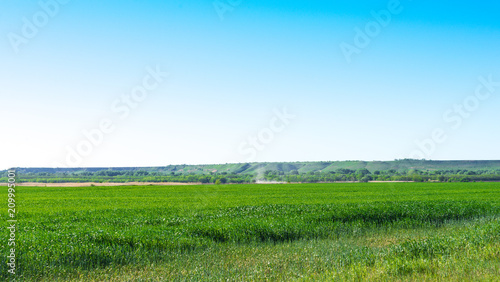 Summer landscape with sky and green herb