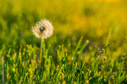 Fototapeta Naklejka Na Ścianę i Meble -  Meadow Of Dandelions to Make Dandelion Wine. Sunset or Sunrise
