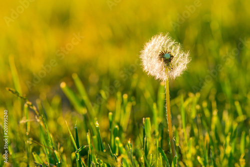 Fototapeta Naklejka Na Ścianę i Meble -  Meadow Of Dandelions to Make Dandelion Wine. Sunset or Sunrise