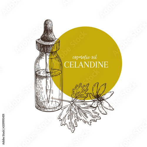 Hand drawn set of essential oils. Vector celandine flower. Medicinal herb with glass dropper bottle. Engraved art. Good for cosmetics, medicine, treating, aromatherapy, package design health care.
