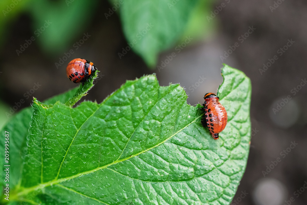 Young Colorado beetles eat potato leaf. The beetle larva is eating potato leaves. Parasites in agriculture. Closeup, selective focus Young Colorado beetles eat potato leaf. The beetle larva is eating potato leaves. Parasites in agriculture. Closeup, selective focus