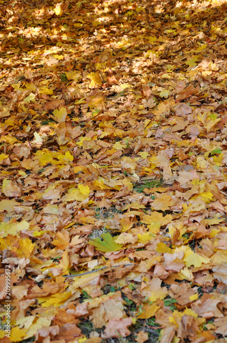 Земля осенью в лесу покрыта разноцветной листвой 