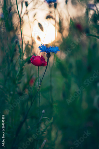 Fototapeta Naklejka Na Ścianę i Meble -  Blooming poppy and cornflower in meadow in backlight of evening sun.