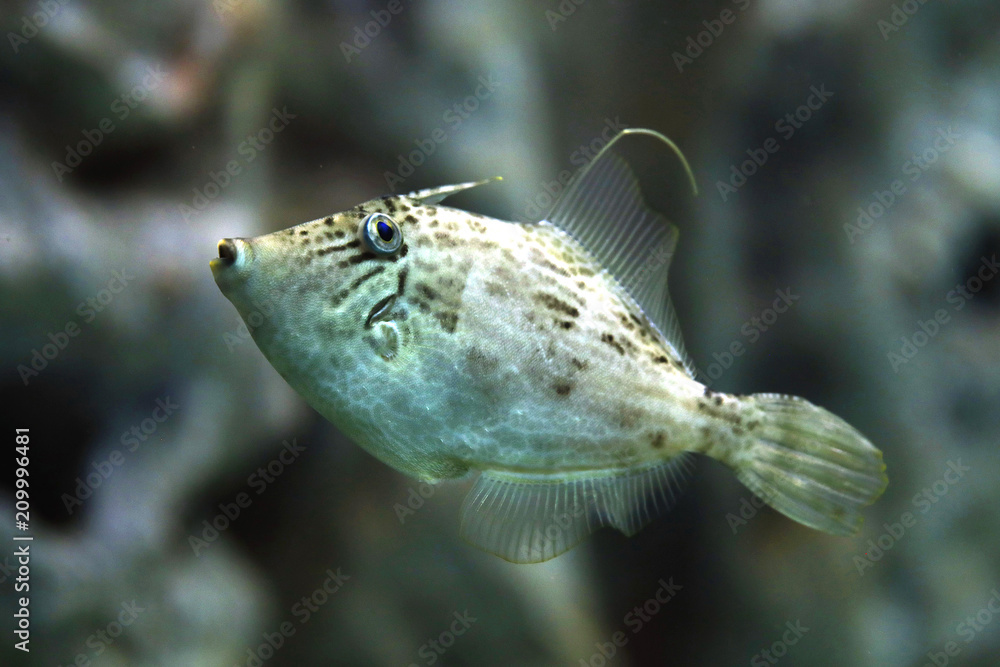 Feilenfische (Monacanthidae) Tropische Meere Feilenfische (Monacanthidae) Tropische Meere