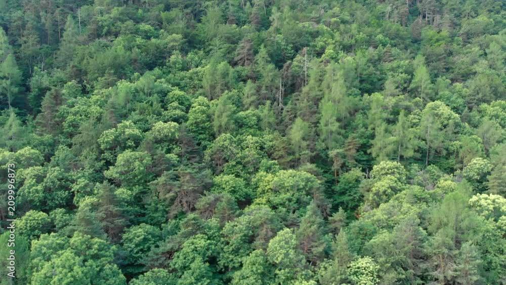 Aerial: flying over emerald green forest woodland in springtime, bird's eye top down view Aerial: flying over emerald green forest woodland in springtime, bird's eye top down view