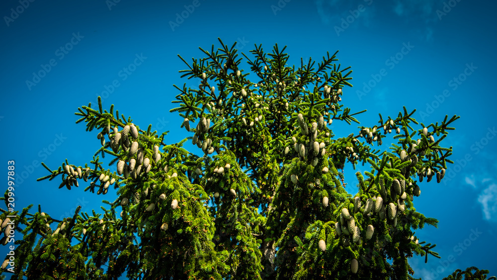 Beautiful Spruce with New Pine Cones and Blue Sky with White Clouds Beautiful Spruce with New Pine Cones and Blue Sky with White Clouds