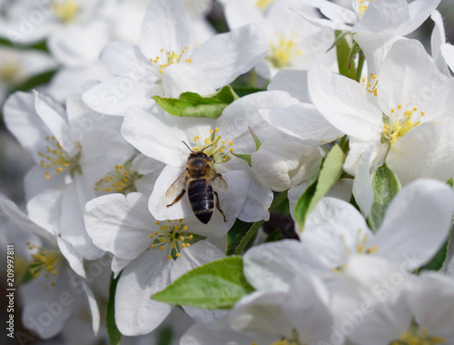 Пчела и цветение