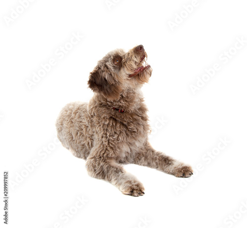 Lagotto romagnolo