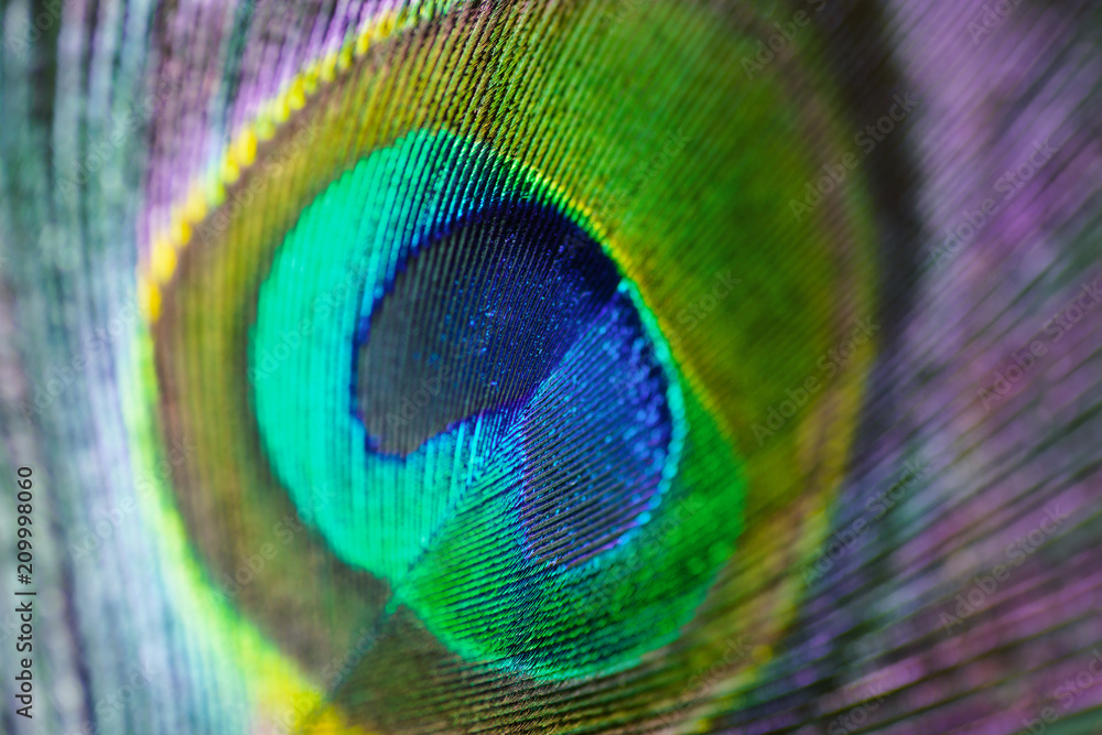 Naklejka premium Colorful peacock feather, macro.