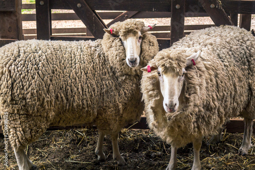 Fototapeta Naklejka Na Ścianę i Meble -  Sheeps