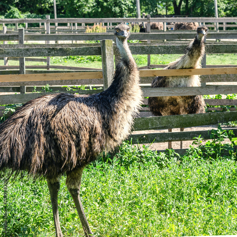 Domesticated wild african ostrich (struthio camelus) pecks food in an