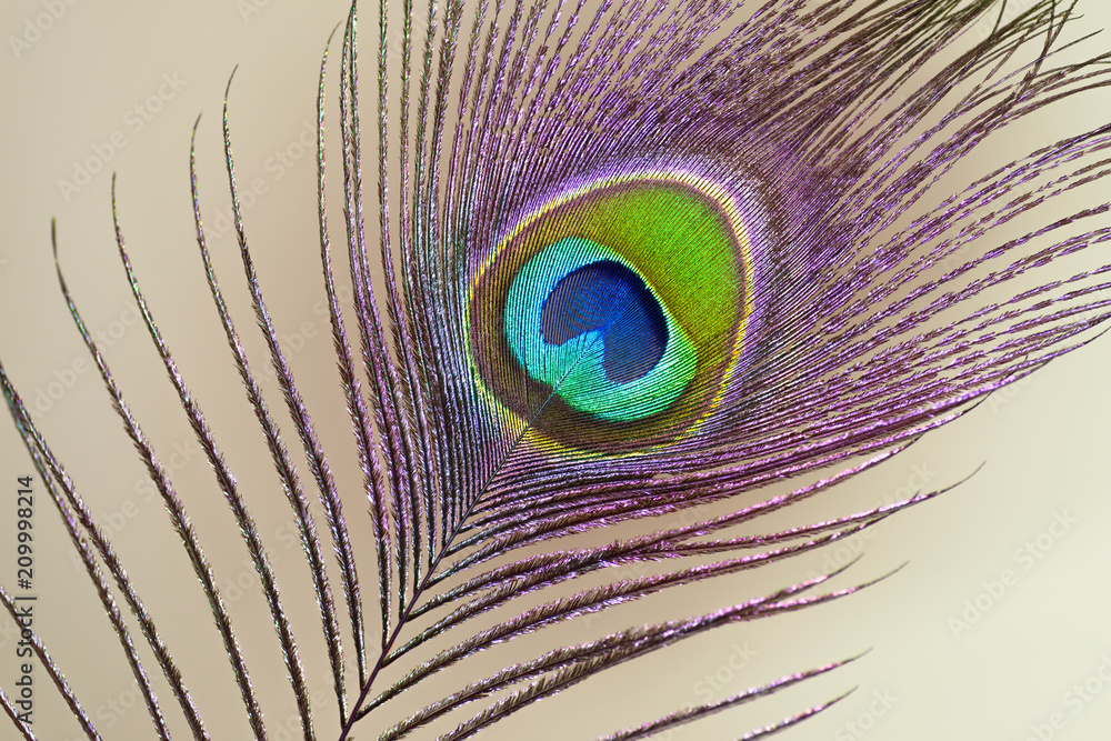 Obraz premium Colorful peacock feather, macro.