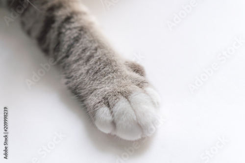 Fototapeta Naklejka Na Ścianę i Meble -  Little cat's legs look cute.