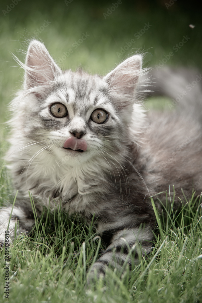 Graue Tiegerkatze Graue Tiegerkatze