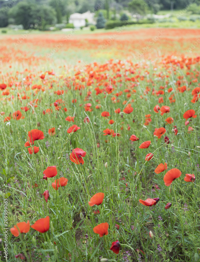 Fototapeta premium house in french provence area with field full of red blooming summer poppies