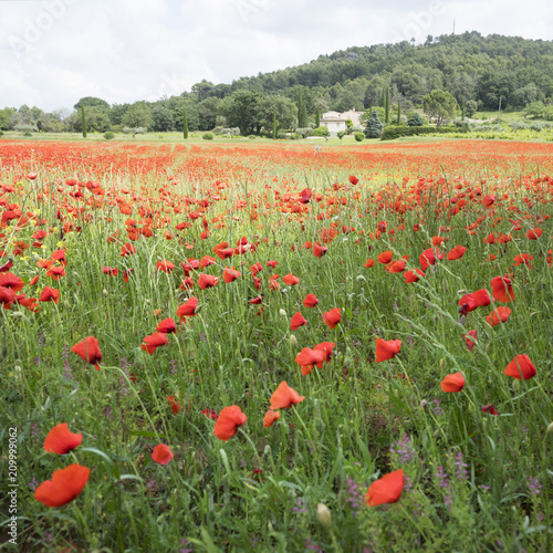 house in french provence area with field full of red blooming summer poppies