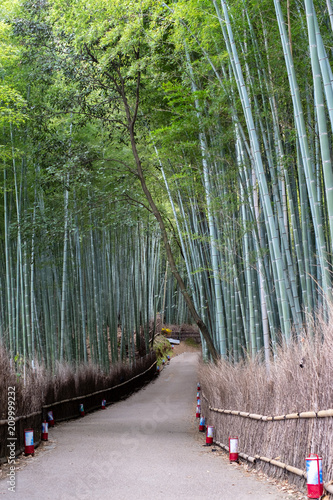 Fototapeta Naklejka Na Ścianę i Meble -  Bamboo Forest, Japan
