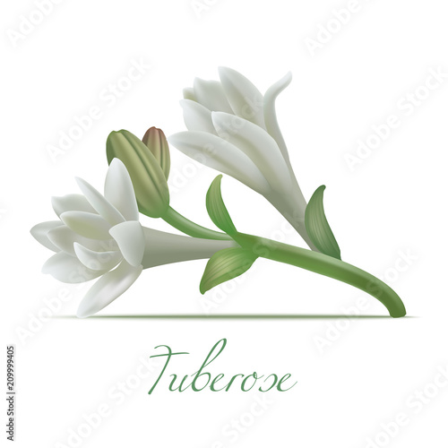 Принти на полотні Tuberose Flowers in Realistic Style