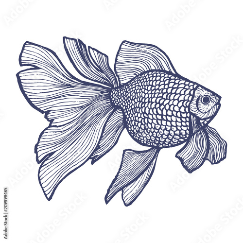 Goldlfish in Hand Drawn Style