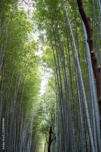 Bamboo Forest  Japan