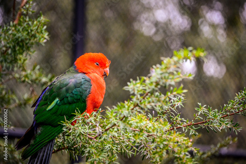 King Parrot © Cat Bell