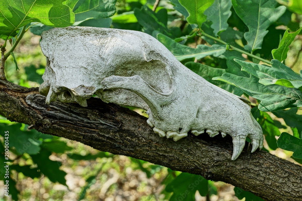 white animal skull on a branch with green leaves white animal skull on a branch with green leaves