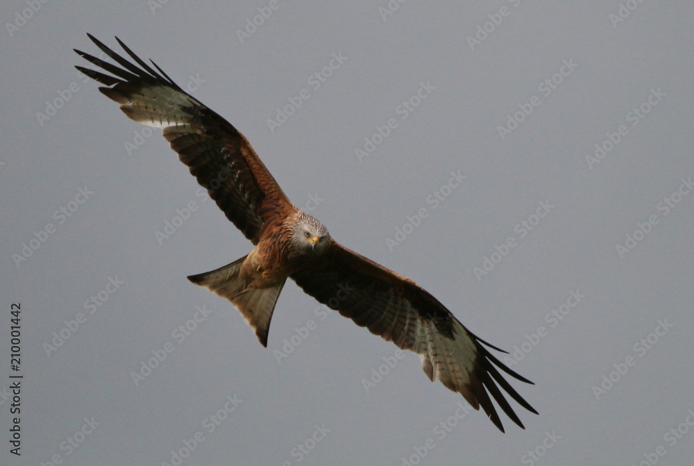 Obraz premium Red Kite in flight