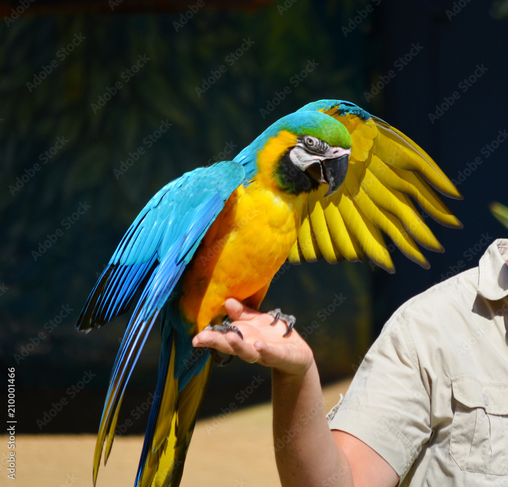 Parrot trainers deals
