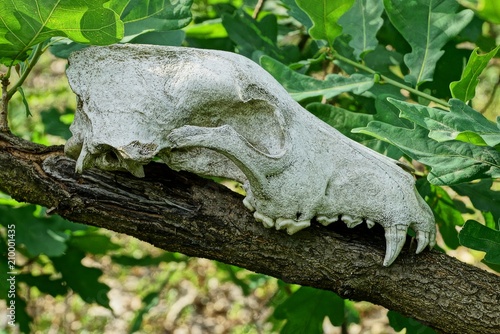 white animal skull on a branch with green leaves