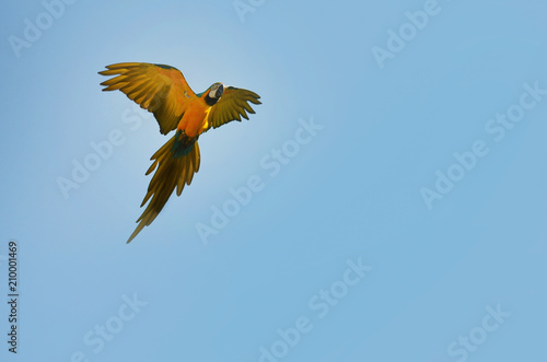 Blue and Yellow Macaw Parrot Flying in the Sky
